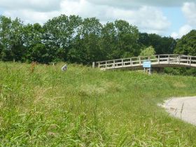 14 Verscholen in het riet.jpg