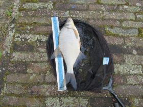 09 De brasem was ook aanwezig.jpg